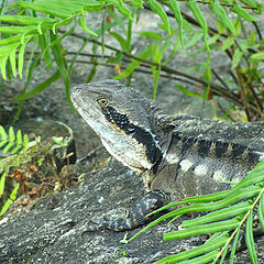 photo "a proud lizard"