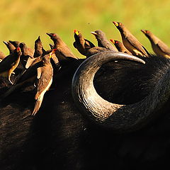 фото "Buffalo-bus"