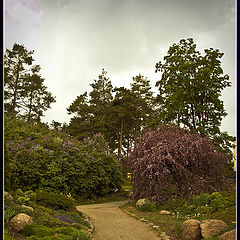 photo "Before a rain"