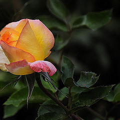 фото "Роза-5"
