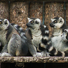 photo "Moscow Zoo. Lemurs."