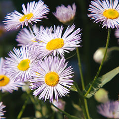 photo "Asters"