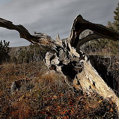 фото "На земле."