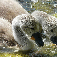 photo "Little Swans"