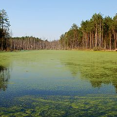 фото "Брянские болота"