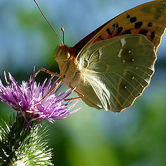 фото "Argynnis pandora"