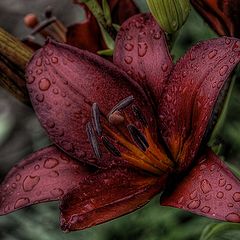 photo "dark red lily"