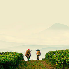 photo "Tea farmer"