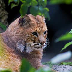 photo "Moscow Zoo. Lynx"