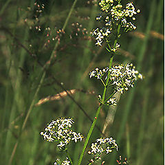 photo "The small Ikebana :-)"