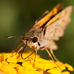 photo "Sipping Lantana"