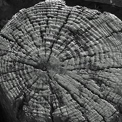 photo "Weathered Log."