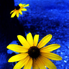 фото "Yellows of the Evening"