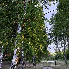 фото "куда ты тропинка ... ?"