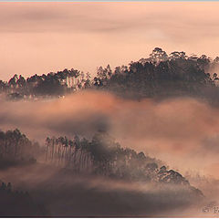 photo "wake of the fog"