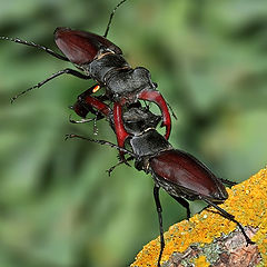 photo "Alien fight"