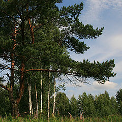 фото "Летнее братство"