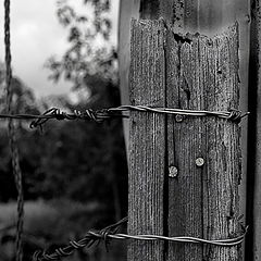 photo "The Fence Post"