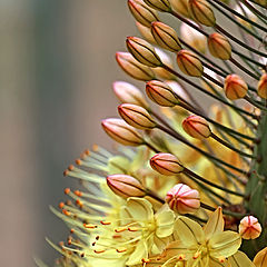 photo "Eremurus-2"