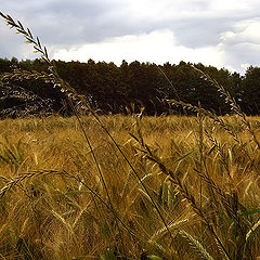 фото "M&#252;sli"