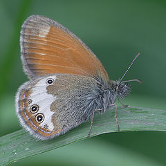 фото "Loxostege sticticalis"