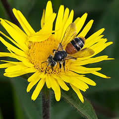 фото "Пчела"