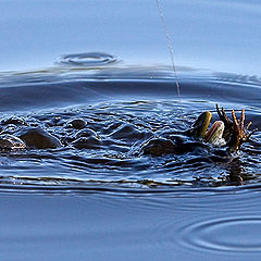 photo "water monster"