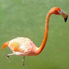 фото "Flamingo"