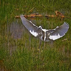 фото "landing"