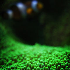 photo "sea anemone II"