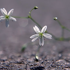 фото "цветок"