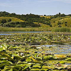 photo "lily country"