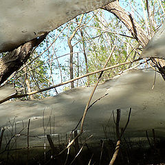 photo "from beneath the ice"