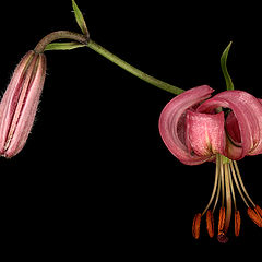 фото "Lilium martogon"