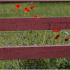 фото "life behind the fence"