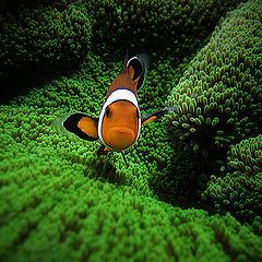 photo "Amphiprion ocellaris"