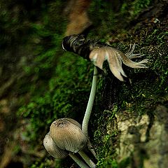 фото "Wild Mushrooms"