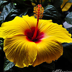 photo "Yellow Hibiscus"