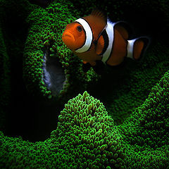 photo "Amphiprion ocellaris and Stichodactyla haddoni"