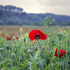 photo "poppies field"