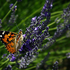 фото "Butterfly on Lavande"