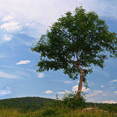 фото "Simple"