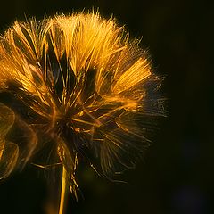 photo "Golden hair"