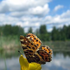 photo "лето,природа,цветы,бабочка,пейзаж,макро"