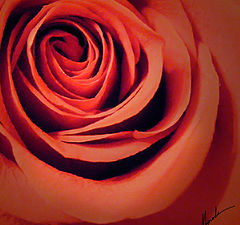 фото "Rose"