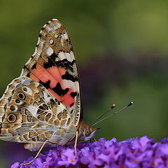 photo "Vanessa cardui"