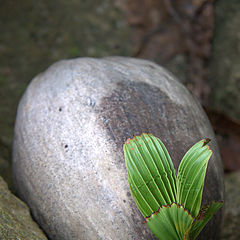 photo "the thirst of life"