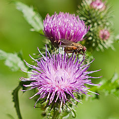 photo "Afternoon meal"