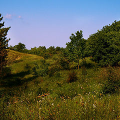 photo "Where I came through the forest?"