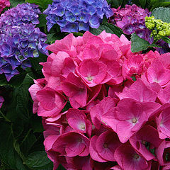 photo "hydrangea"